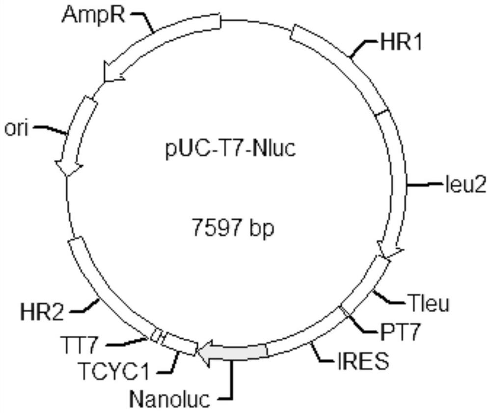 T7 expression system based on cytoplasm line plasmids and method for expressing protein in yeast by T7 expression system