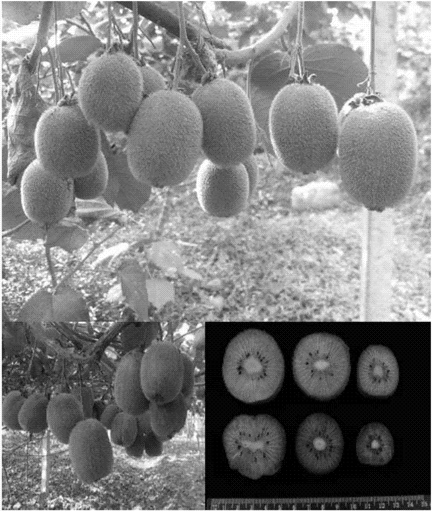 Method for culturing new lines of superhigh vitamin C Kiwi berry