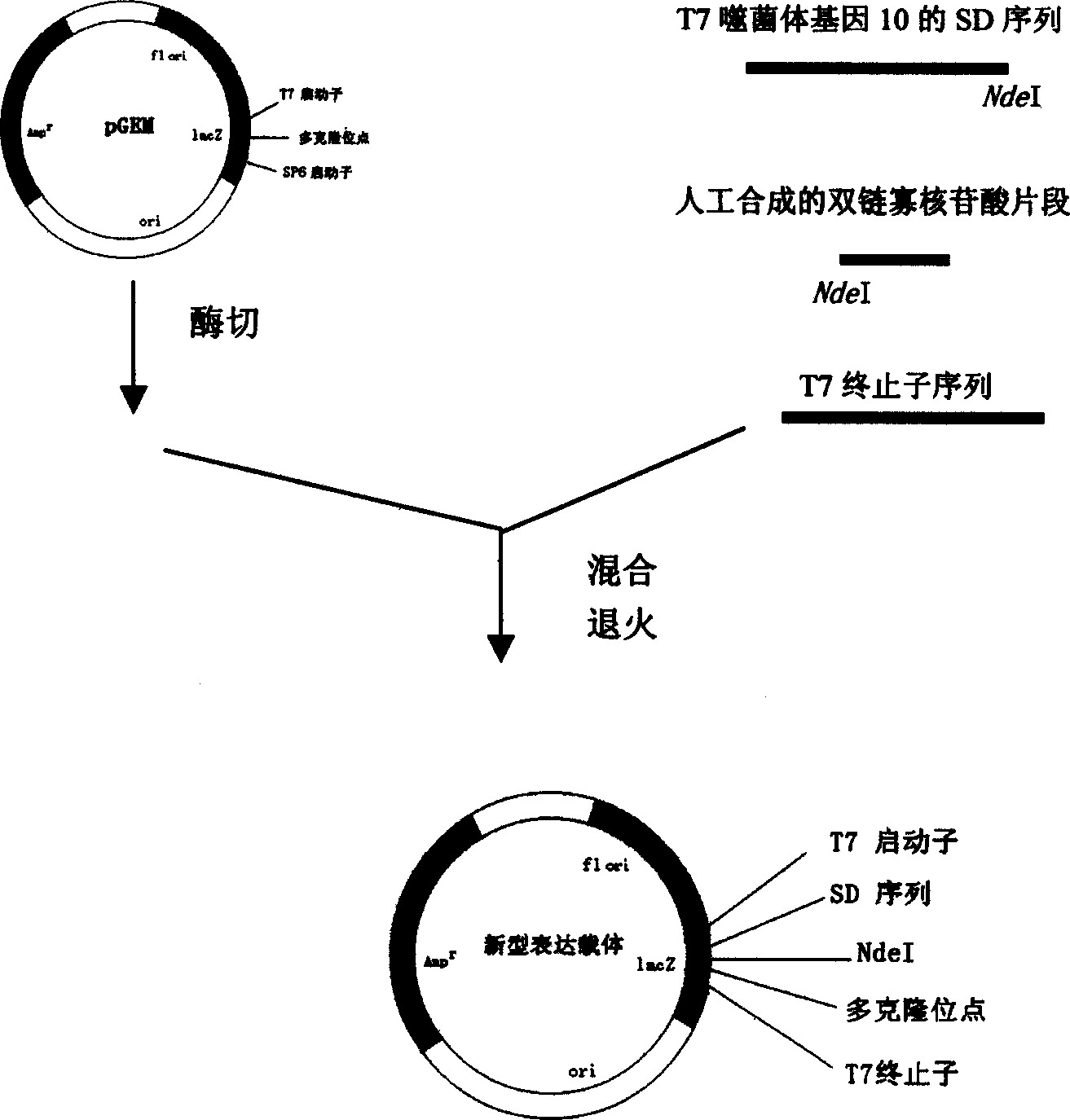 New multifunctional coli bacillus nonfusion protein expressing carrier and its ase