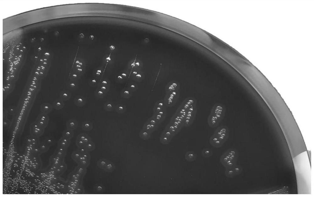 Isolation, identification and application of streptococcus sp.121