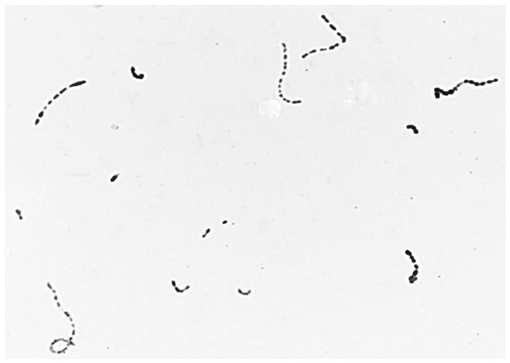 Isolation, identification and application of streptococcus sp.121