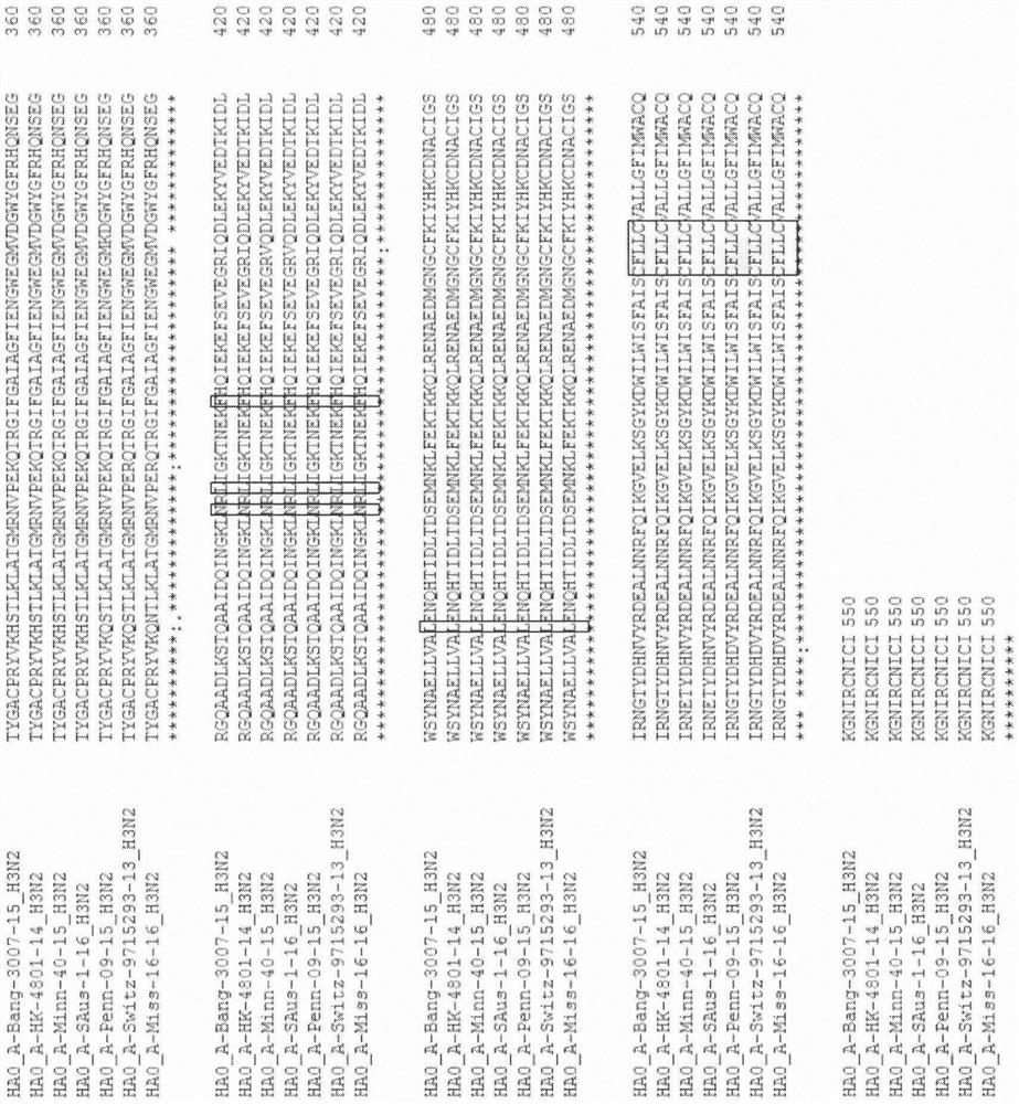 Influenza virus hemagglutinin mutants