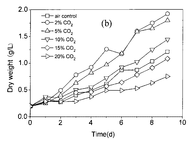 Hydrogen manufacturing method for high-density culture and hydrogen production integration of platymanas subcordiformis