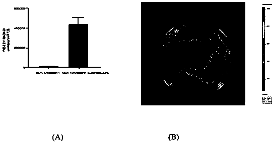 Klebsiella oxytoca for expressing luciferase and application of klebsiella oxytoca