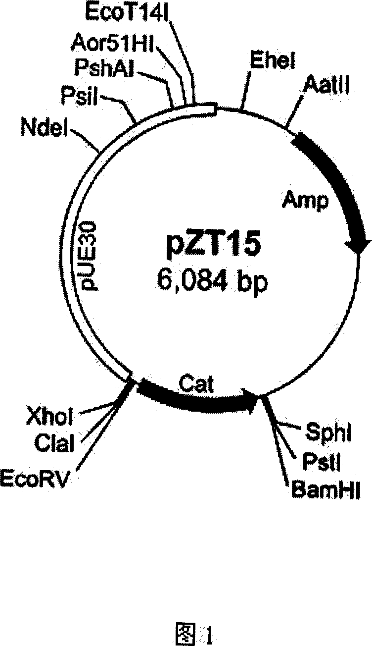 Shuttle vector between antiradiation bacterium and colibacillus and its construction process