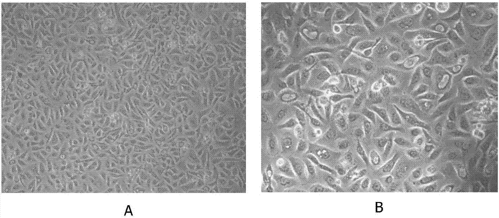 Method for building tissue engineered skin by composite DED (de-epidermidalized dermis) of amnion endothelial cells