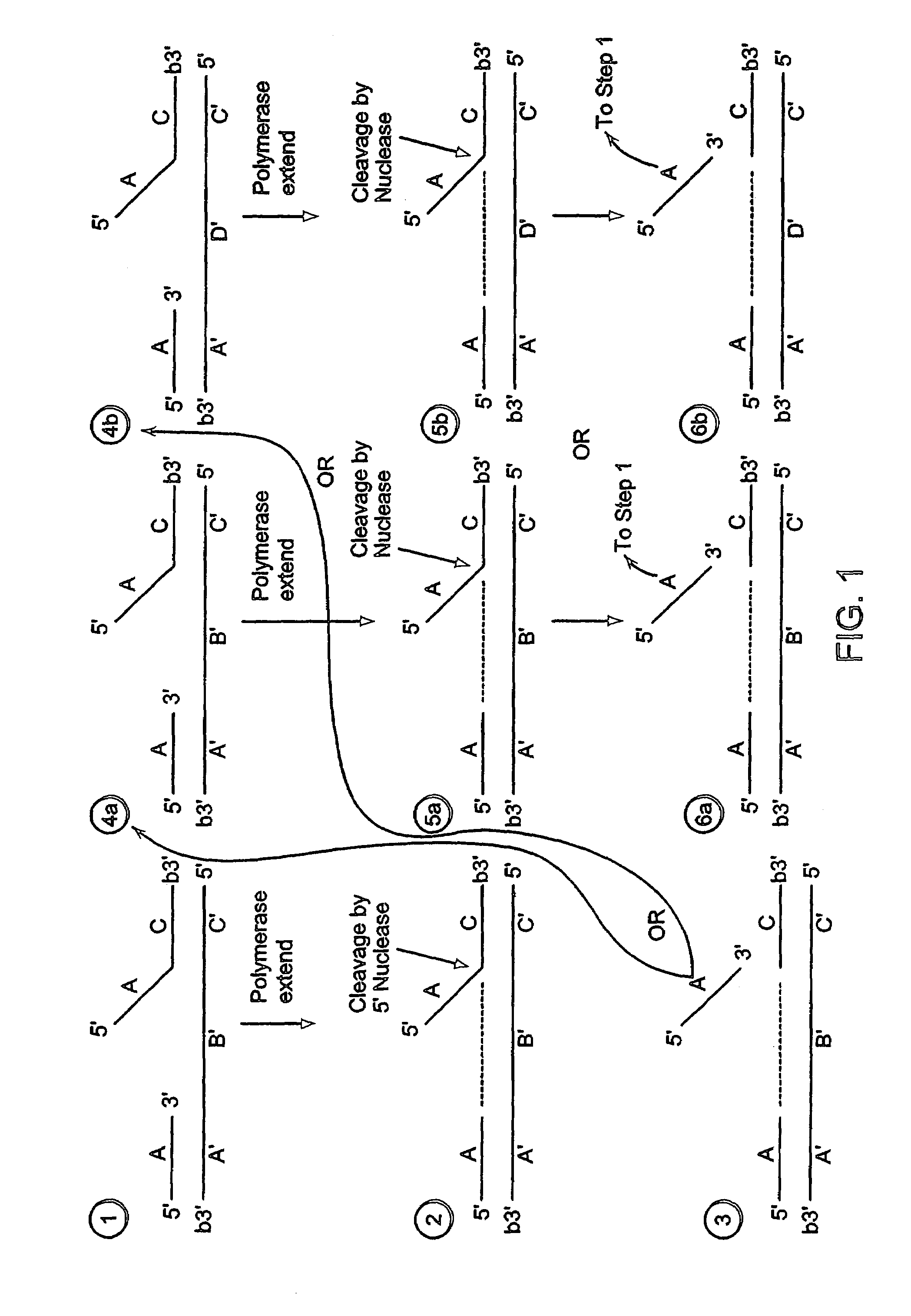 Methods for detection of a nucleic acid by sequential amplification