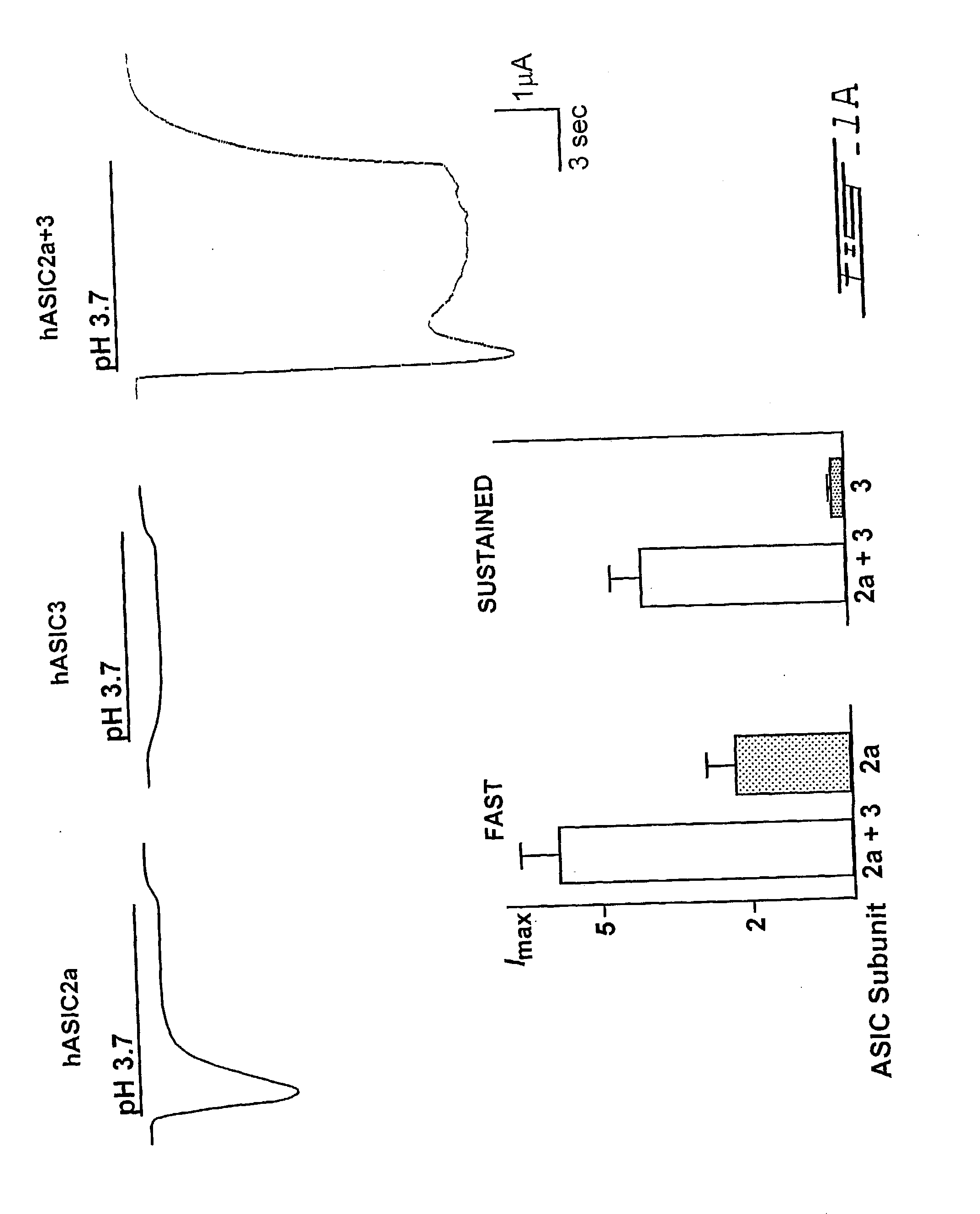 Novel heteromultimeric ion channel receptor and uses thereof