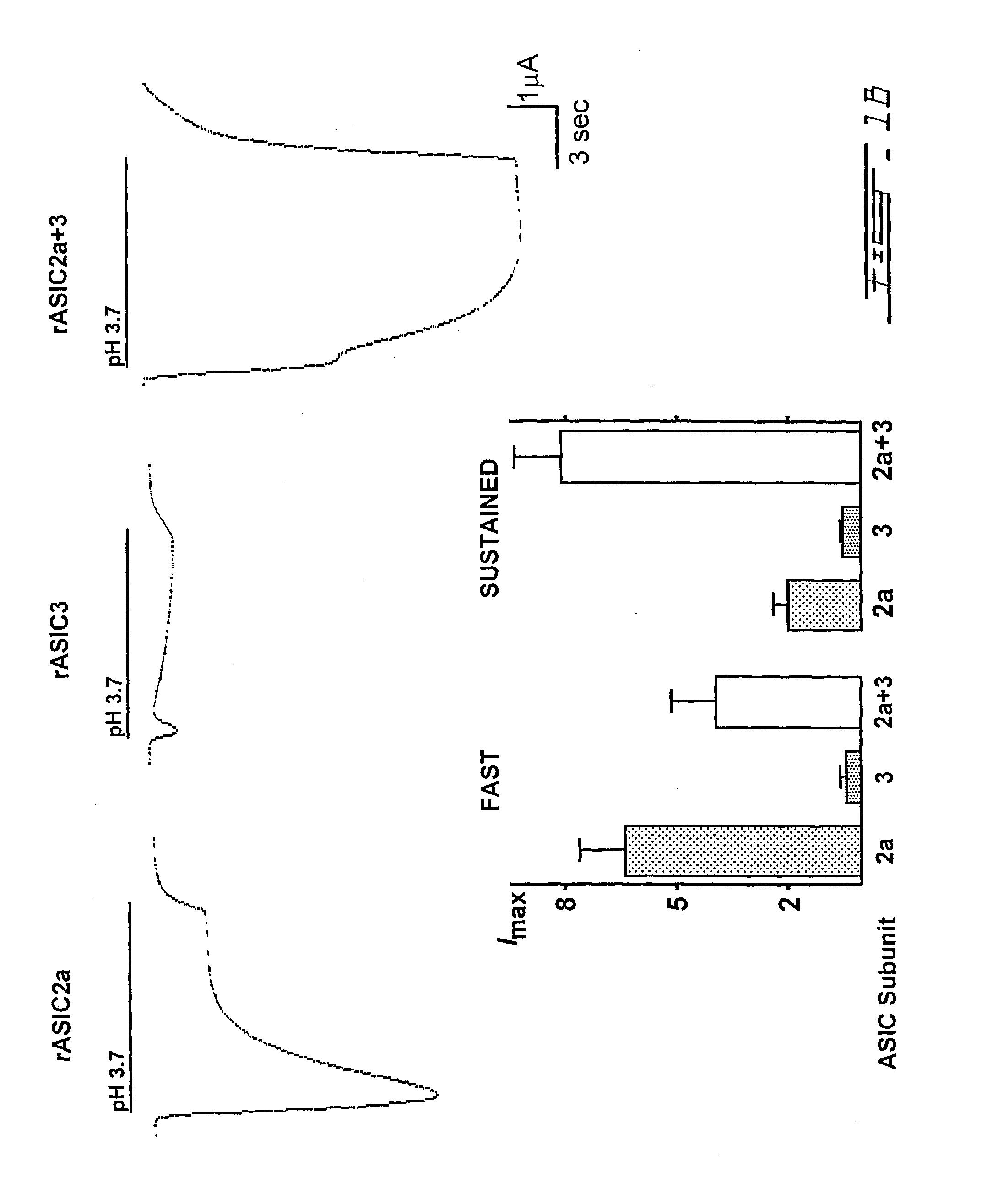 Novel heteromultimeric ion channel receptor and uses thereof