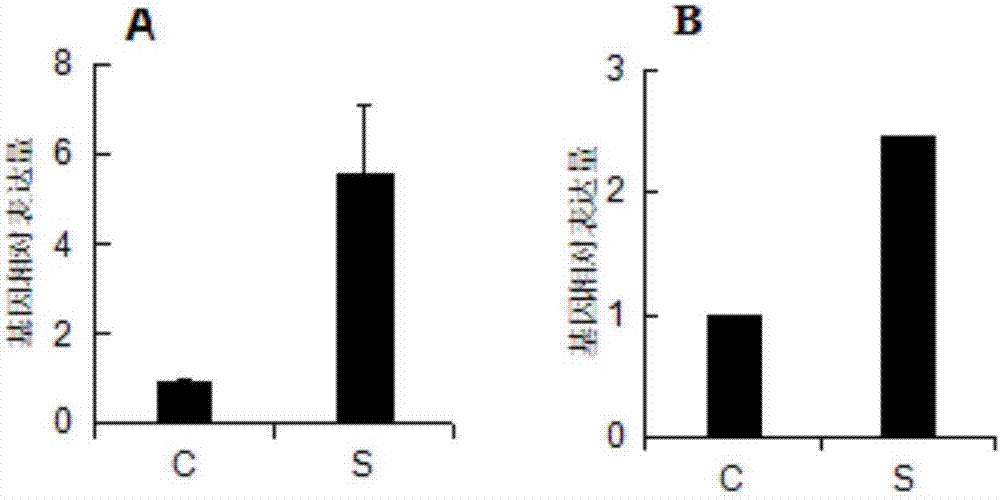 Application of Arabidopsis sscd1 gene mutation in regulating jasmonic acid synthesis in plants