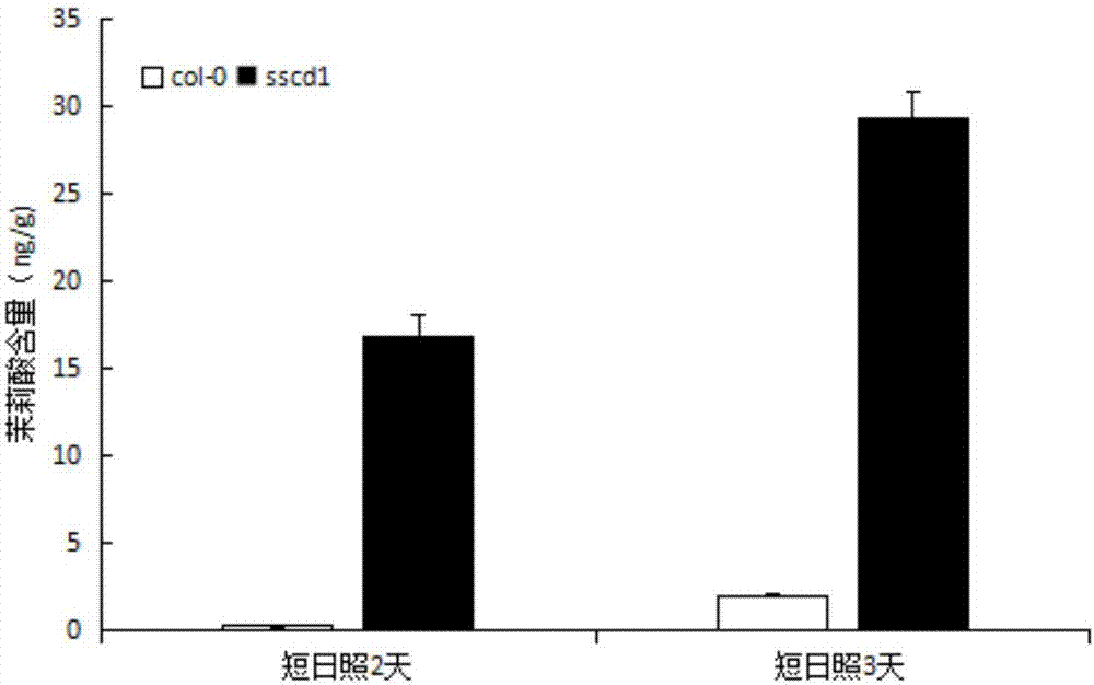 Application of Arabidopsis sscd1 gene mutation in regulating jasmonic acid synthesis in plants