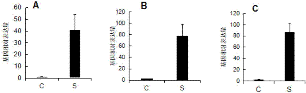 Application of Arabidopsis sscd1 gene mutation in regulating jasmonic acid synthesis in plants