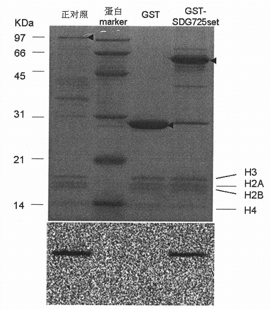 Paddy istone lysine methyltransferase, coding genes thereof and application thereof