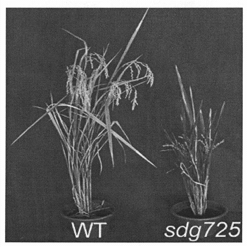 Paddy istone lysine methyltransferase, coding genes thereof and application thereof