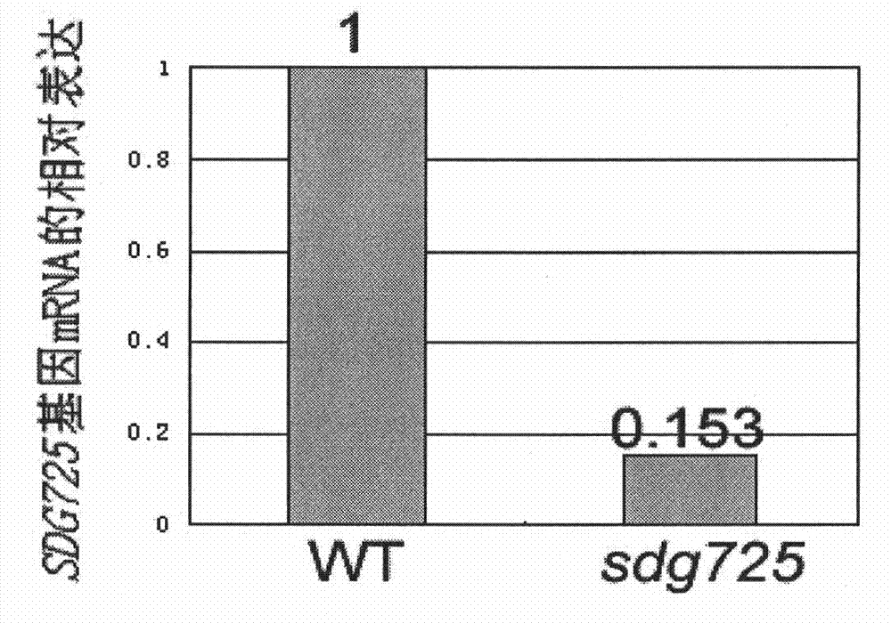 Paddy istone lysine methyltransferase, coding genes thereof and application thereof