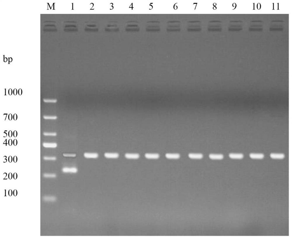 RPA-IAC primer for detecting vibrio alginolyticus, kit, application and method thereof