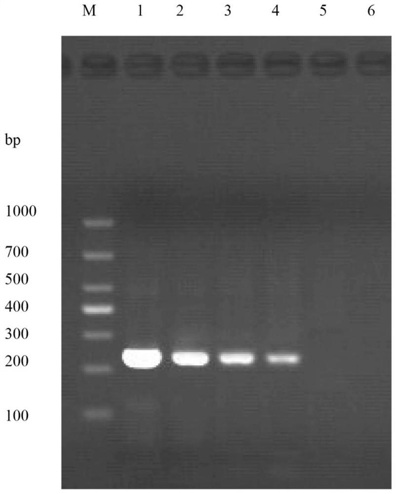 RPA-IAC primer for detecting vibrio alginolyticus, kit, application and method thereof