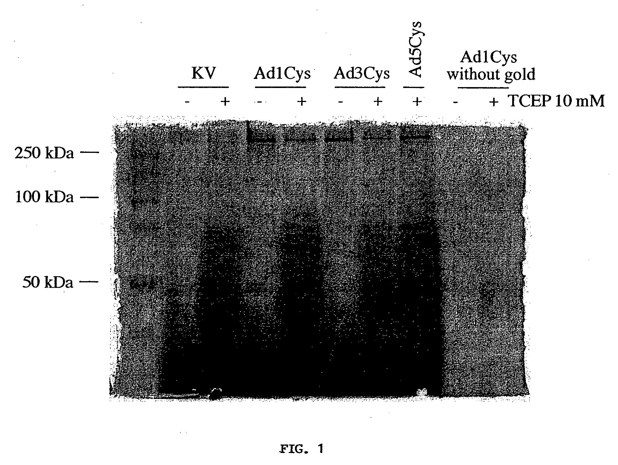Modified viral vector particles