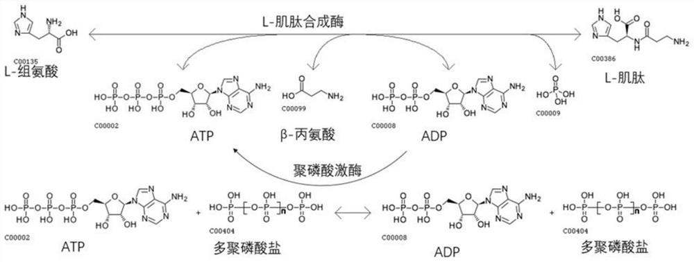 A method for synthesizing L-carnosine in one step using L-amino acid ligase