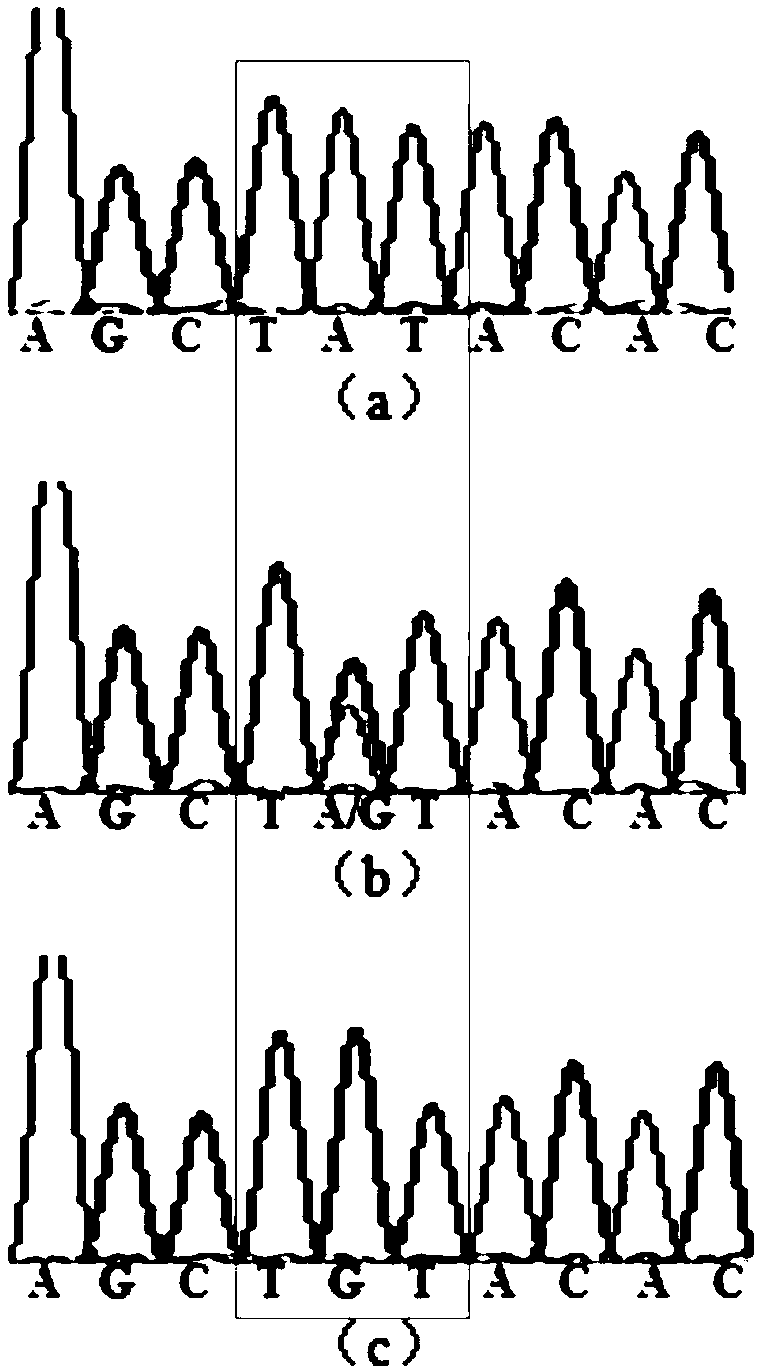 An SNP Marker associated with the growth of grass carp in Hanjiang and Ruichang of the Yangtze river system