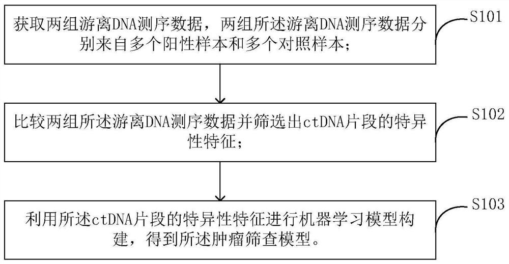 Tumor screening model, its construction method and device