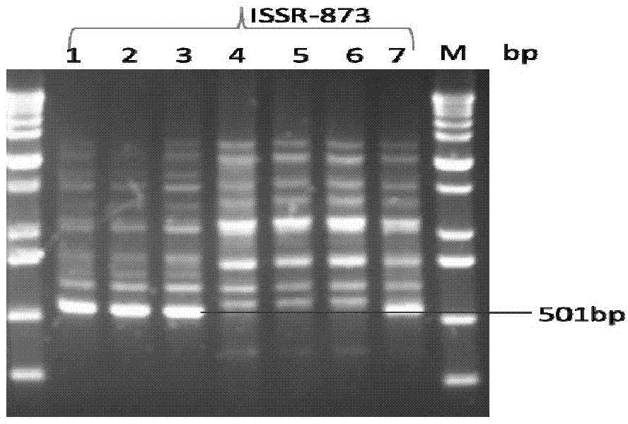 Method for identifying or assisting in identifying mating types of Lepista sordid protoplast monokaryons and special primer pairs IS-873 thereof