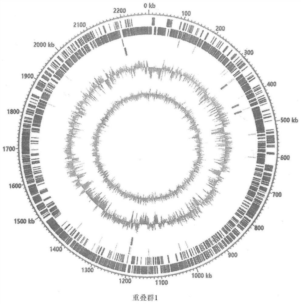 Composition comprising grain-derived lactic acid bacteria for relieving hangover and bowel trouble