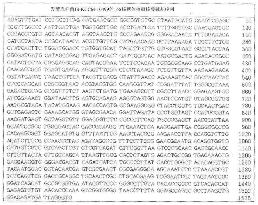 Composition comprising grain-derived lactic acid bacteria for relieving hangover and bowel trouble