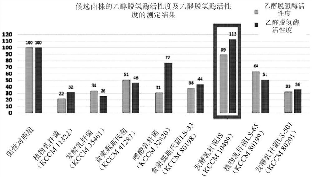 Composition comprising grain-derived lactic acid bacteria for relieving hangover and bowel trouble