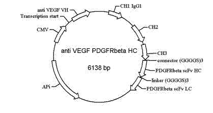 Bispecific antibody to VEGF/PDGFR beta and application thereof