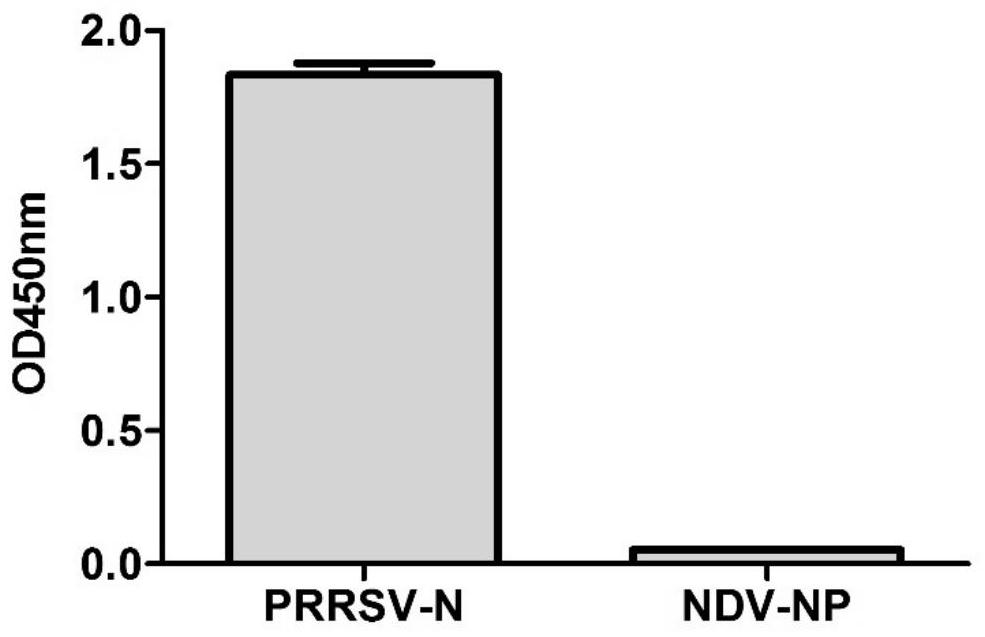 Nano antibody of PRRSV N protein, and preparation method and application of nano-antibody