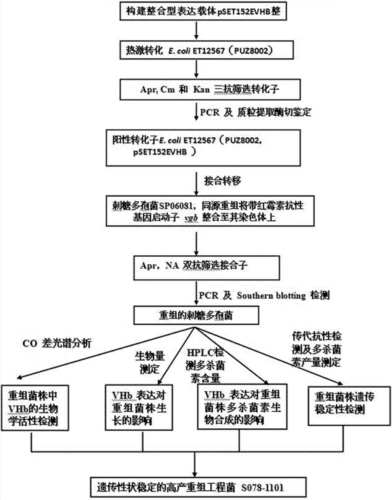 Pleocidin engineering bacteria capable of enhancing oxygen absorptive capacity, and construction method and fermentation method thereof