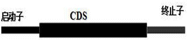 Pleocidin engineering bacteria capable of enhancing oxygen absorptive capacity, and construction method and fermentation method thereof