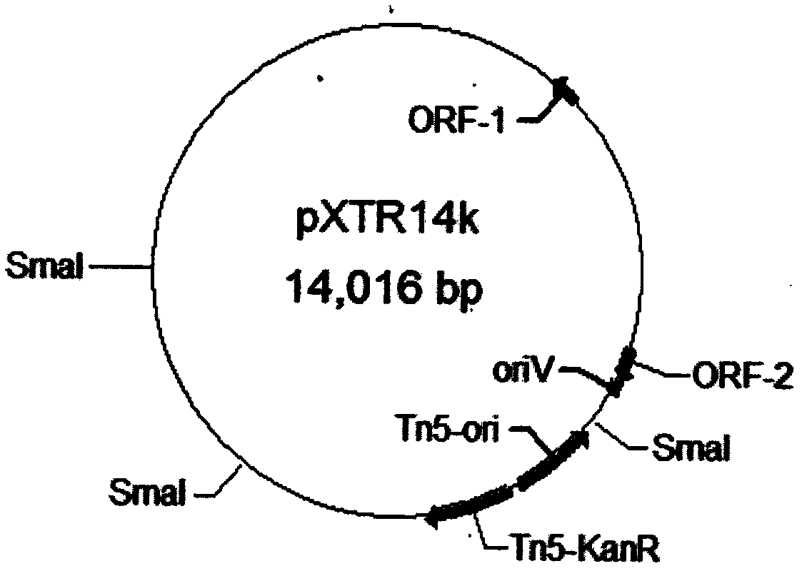 Shuttle plasmid based on xanthomonas and application of shuttle plasmid