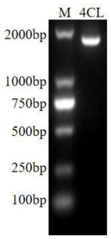 4-coumarate-CoA ligase gene Th4CL and application thereof