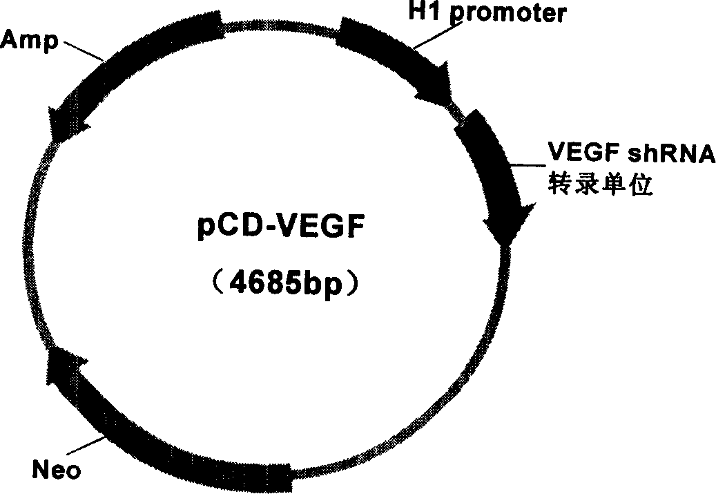 Carrier PCD-VEGF able to stable express VEGF shRNA