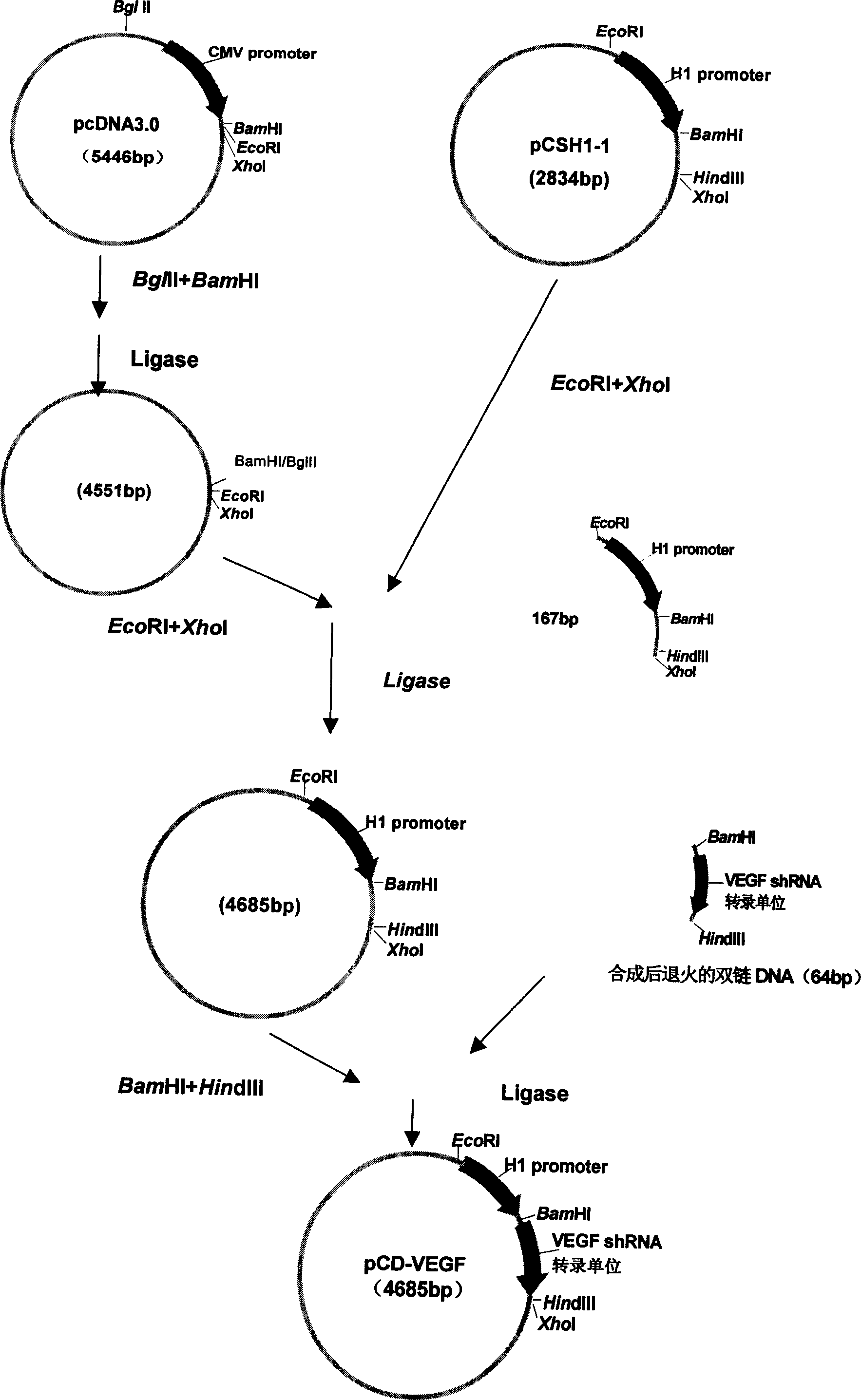 Carrier PCD-VEGF able to stable express VEGF shRNA