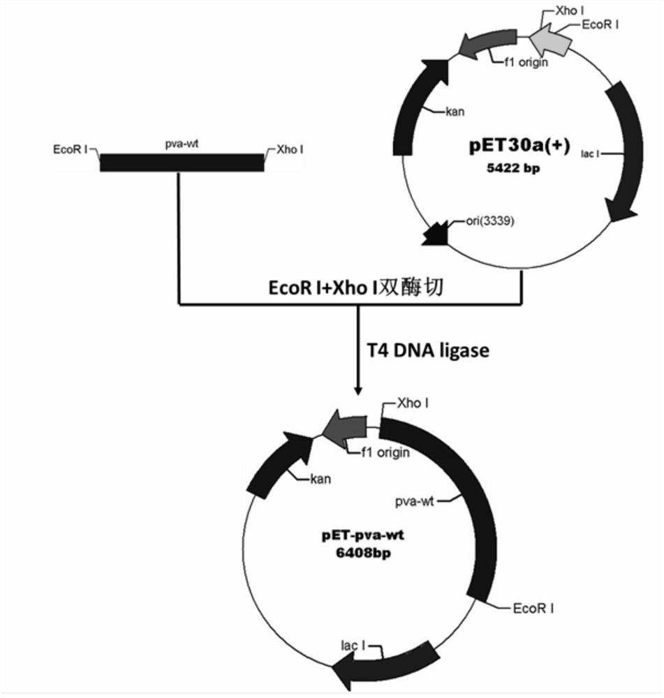 A kind of penicillin v acylase mutant, coding sequence, recombinant expression vector, genetic engineering bacteria and application