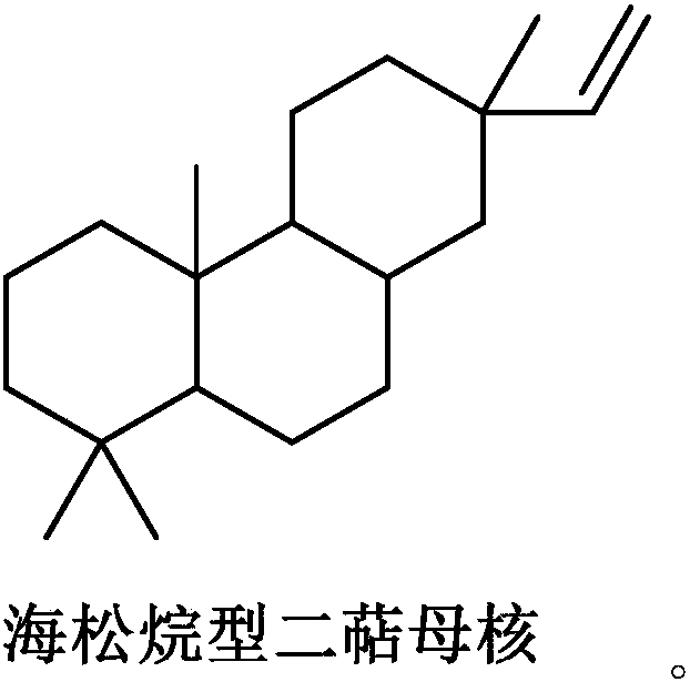 Pimarane diterpene compounds containing four-membered rings and antitumor application thereof