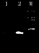 Method for extracting DNA of citrus canker by water bath precipitation