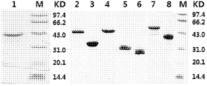 RV (rabies virus) dominant-epitope peptide antigen and application thereof