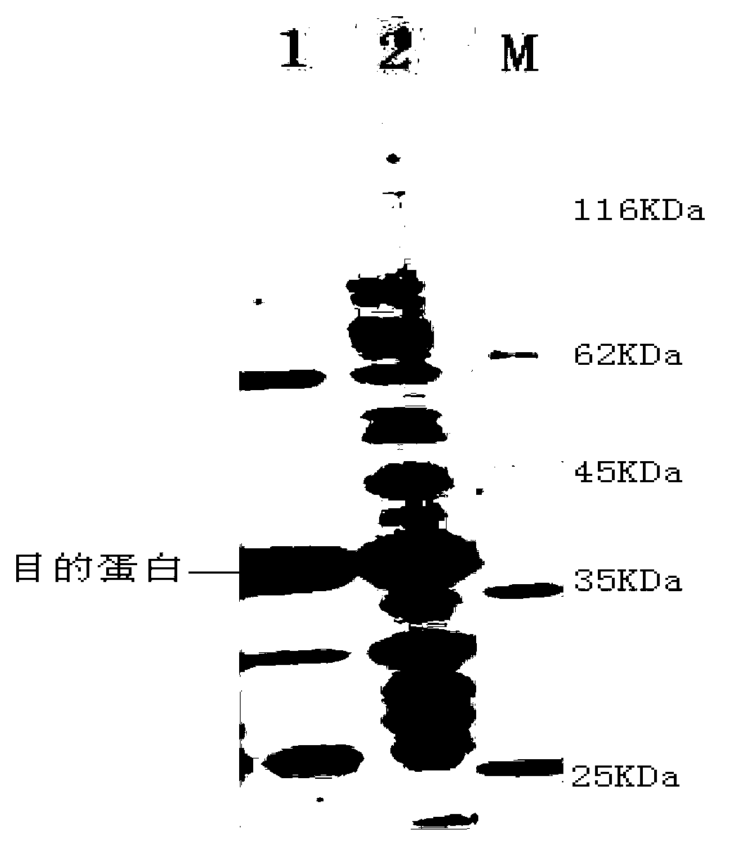 Polypeptide for inhibiting activity of bacillus subtilis transglutaminase (BTG) and its screening method and use