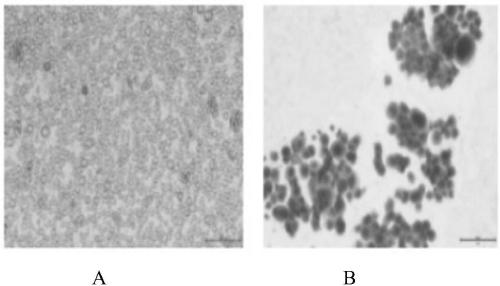 Separate culture method of primary tumor cells