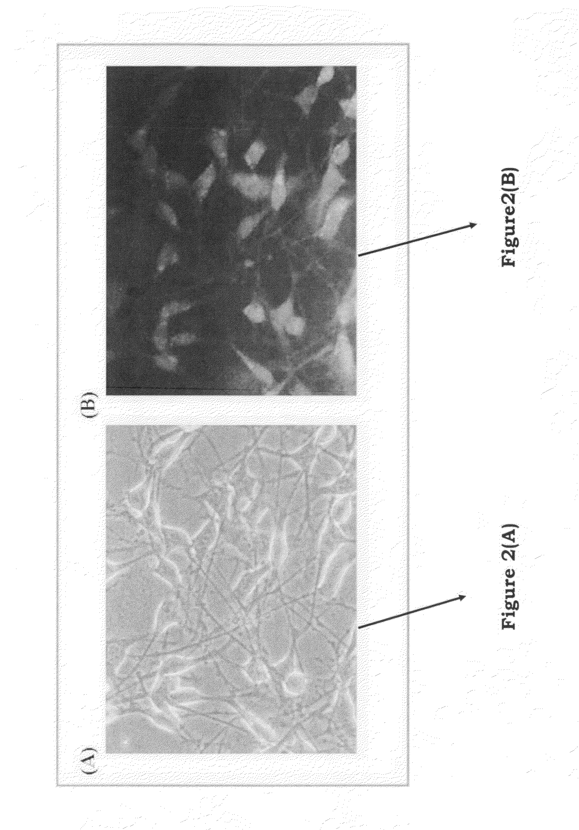 Method for performing genetic modification under a drug-free environment and components thereof