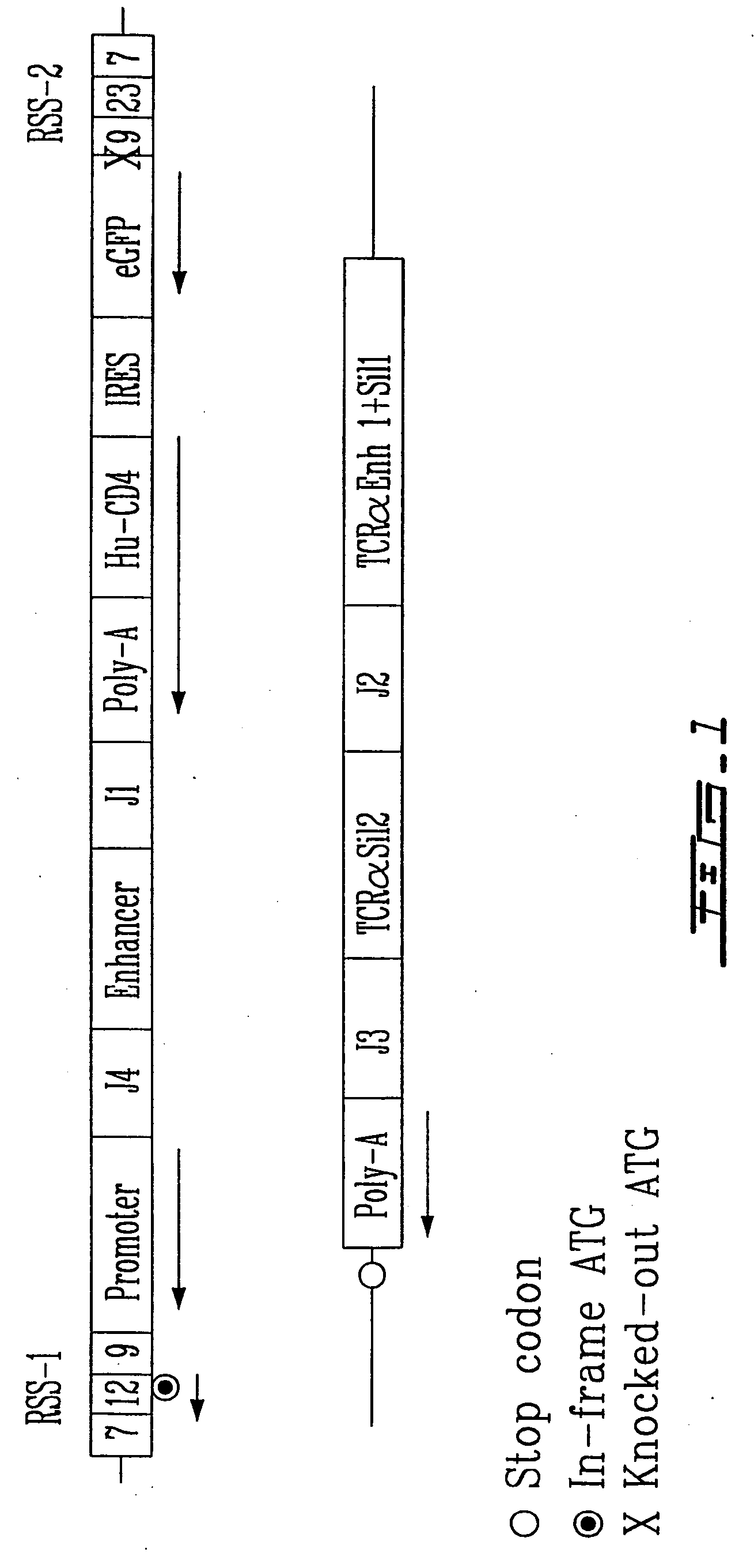 Dna construct for assessing thymic function activity and therapeutical uses thereof