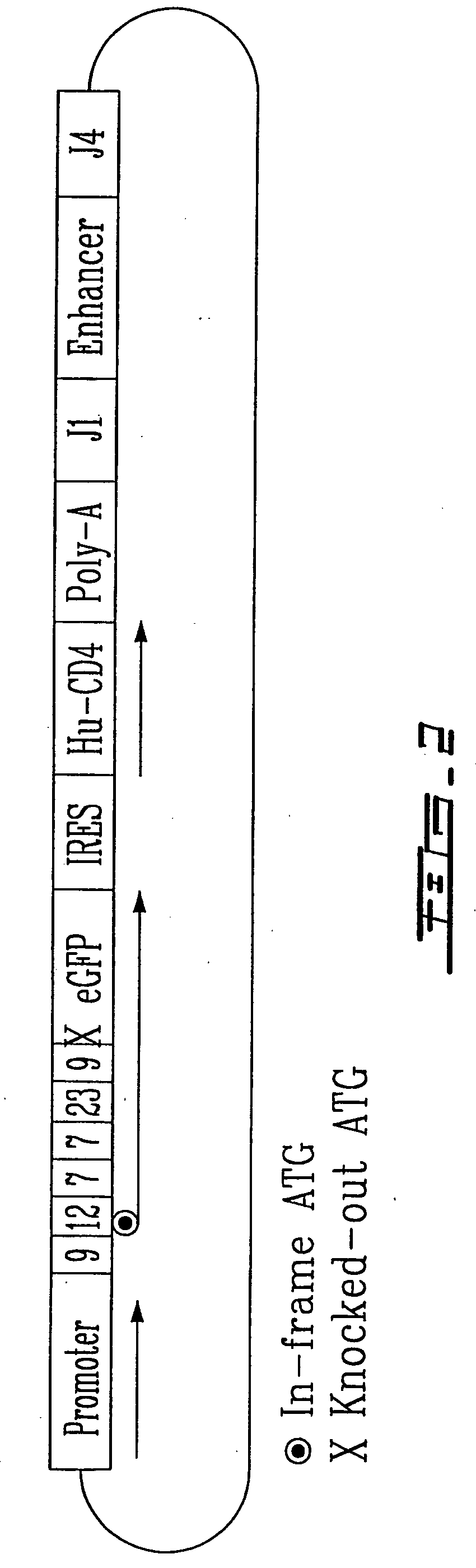 Dna construct for assessing thymic function activity and therapeutical uses thereof
