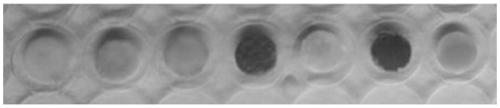 Quantitative screening method for halohydrin dehalogenase library and related microfluid system