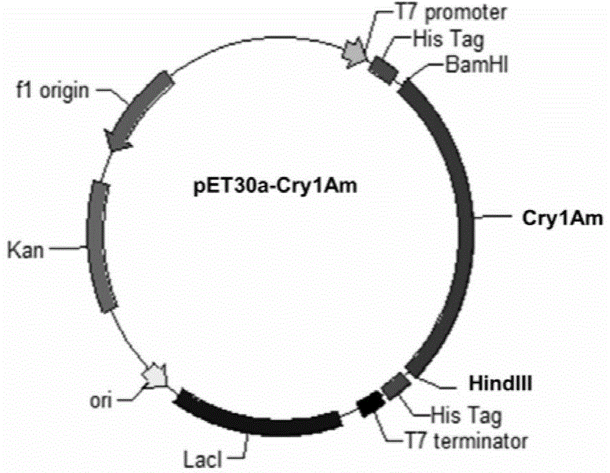 Fusion insecticidal protein Cry1Am, and coding gene and application thereof