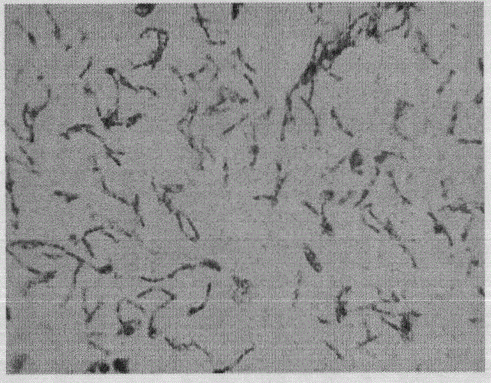 Method for producing fermented products by utilizing two or more than two microorganism strains