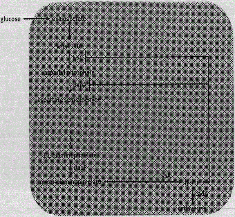 Method for producing fermented products by utilizing two or more than two microorganism strains